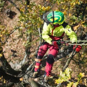 Arborist,Man,Cutting,A,Branches,With,Chainsaw,And,Throw,On